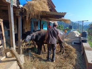 ३ वर्ष अघिको प्रतिफल पाउन थाले पनौतीका किसान, अनुदानका पाडाले दिन थाले आम्दानी 